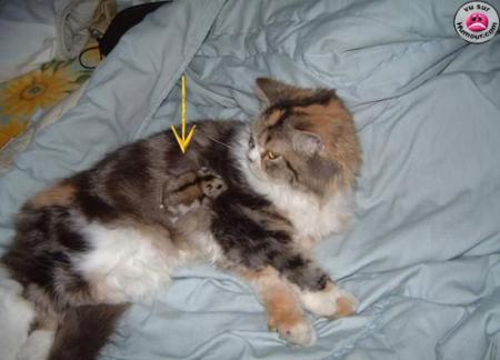 le chat et la souris