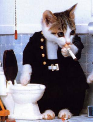 regarde cette chat